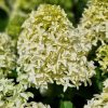 Bugás Hortenzia - Skyfall - Hydrangea Paniculata-5L