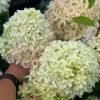 Bugás Hortenzia - Skyfall - Hydrangea Paniculata-5L