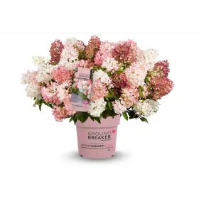 Talajtakaró bugás hortenzia - Hydrangea paniculata "Groundbreaker Blush"