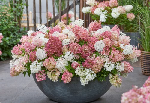 Talajtakaró bugás hortenzia - Hydrangea paniculata "Groundbreaker Blush"
