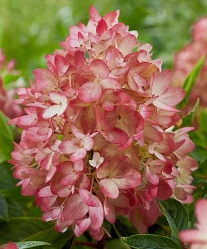 Talajtakaró bugás hortenzia - Hydrangea paniculata "Groundbreaker Blush"