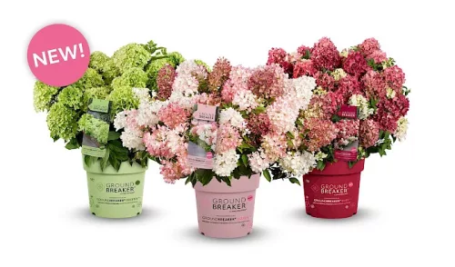 Talajtakaró bugás hortenzia - Hydrangea paniculata "Groundbreaker Blush"