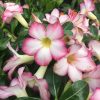 Sivatagi rózsa - Adenium obesum "Pinkstar"