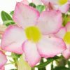 Sivatagi rózsa - Adenium obesum "Pinkstar"