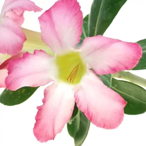 Sivatagi rózsa - Adenium obesum "Pinkstar"