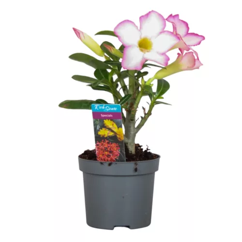 Sivatagi rózsa - Adenium obesum "Pinkstar"