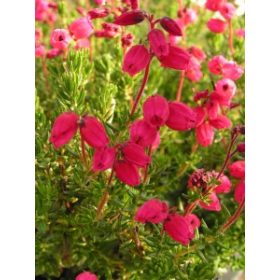 Ír hanga - Deboecia cantabrica "Waley's Red"