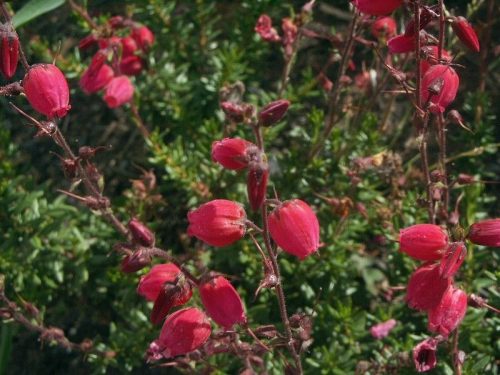 Ír hanga - Deboecia cantabrica "Waley's Red"