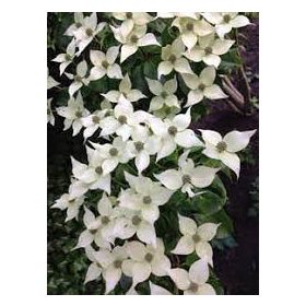 Csillagsom - Cornus kousa Chinensis 