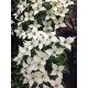 Csillagsom - Cornus kousa Chinensis 