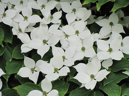 Csillagsom - Cornus kousa Chinensis 