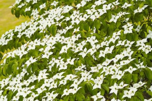 Csillagsom - Cornus kousa Chinensis 