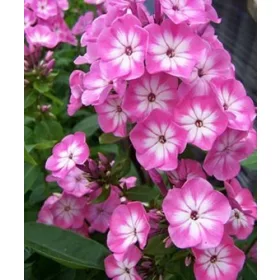 Bugás lángvirág - Phlox paniculata "Anastasia"