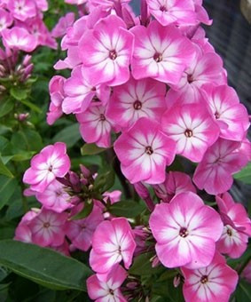 Bugás lángvirág - Phlox paniculata "Anastasia"