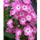 Bugás lángvirág - Phlox paniculata "Anastasia"