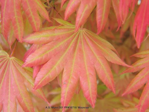 Japán juhar - Acer shirasawanum "Moonrise"