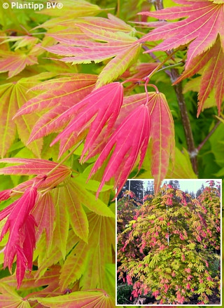 Japán juhar - Acer shirasawanum "Moonrise"