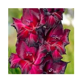 Gladiolus Black Surprise/ Kardvirág