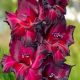 Gladiolus Black Surprise/ Kardvirág