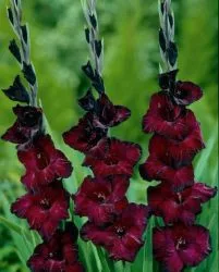 Gladiolus Black Surprise/ Kardvirág