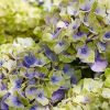 Kerti Hortenzia " Magical Amethyst Blue" - Hydrangea macrophylla