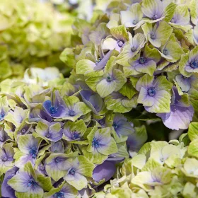   Kerti Hortenzia " Magical Amethyst Blue" - Hydrangea macrophylla