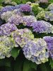 Kerti Hortenzia " Magical Amethyst Blue" - Hydrangea macrophylla