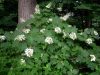 Tölgylevelű hortenzia - Hydrangea quercifolia " Amethist"