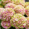 Kerti Hortenzia - Hydrangea macrophylla "Magical Jewel Pink" - K4