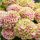 Kerti Hortenzia - Hydrangea macrophylla "Magical Jewel Pink" - K4