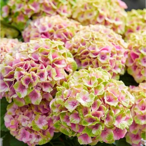 Kerti Hortenzia - Hydrangea macrophylla "Magical Jewel Pink" - K4