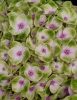 Kerti Hortenzia - Hydrangea macrophylla "Magical Jewel Pink" - K4