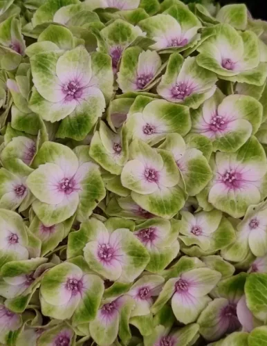 Kerti Hortenzia - Hydrangea macrophylla "Magical Jewel Pink" - K4