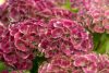 Kerti Hortenzia - Hydrangea macrophylla "Magical Jewel Pink" - K4
