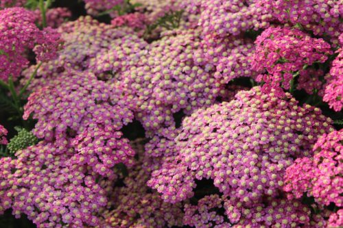 Cickafark - Achillea Millefolium "Lightning Pink"