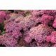 Cickafark - Achillea Millefolium "Lightning Pink"