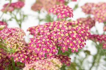 Cickafark - Achillea Millefolium "Lightning Pink"