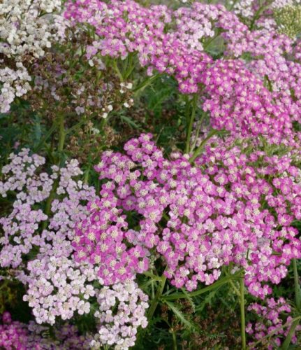 Cickafark - Achillea Millefolium "Lightning Pink"