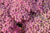 Cickafark - Achillea Millefolium "Lightning Pink"