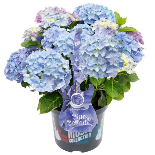 Kerti hortenzia - Hydrangea macrophylla Music Collection "Blue Ballad" K5