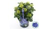 Kerti hortenzia - Hydrangea macrophylla Music Collection "Blue Ballad" K5