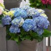 Kerti hortenzia - Hydrangea macrophylla Music Collection "Blue Ballad" K5