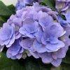 Kerti hortenzia - Hydrangea macrophylla 