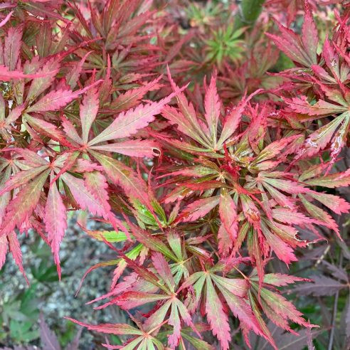 Japán juhar - Acer palmatum "Jerre Schwartz" - Cs19