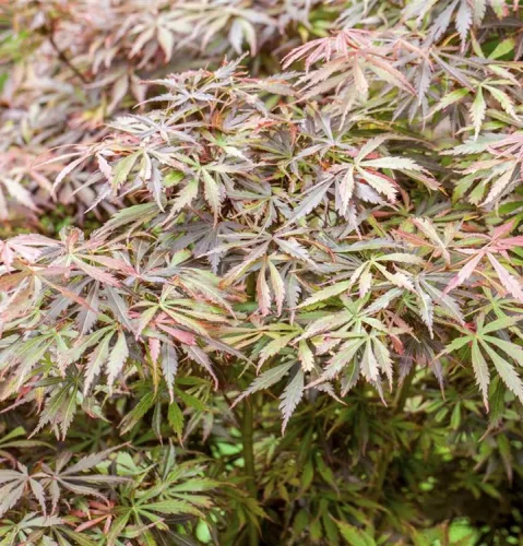 Japán juhar - Acer palmatum "Jerre Schwartz" 