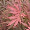 Japán juhar - Acer palmatum "Jerre Schwartz" - Cs19