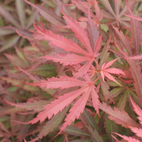 Japán juhar - Acer palmatum "Jerre Schwartz" 