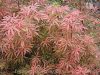 Japán juhar - Acer palmatum "Jerre Schwartz" - Cs19