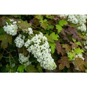   Tölgylevelű hortenzia - Hydrangea quercifolia "Magical Toy Soldier"