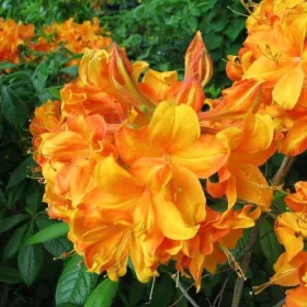   Lombhullató Azálea - Azalea "Klondyke" - Rhododendron 